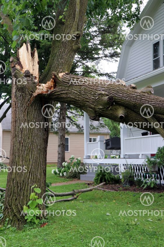 Tree broken from storm damage