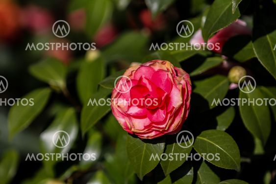 Camellia