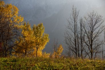 Golden autumn trees stand out against bare branches and...