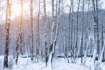 Birch grove after a snowfall on a winter. Sunlight...