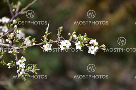 Gren med blommande slånbärsblommor