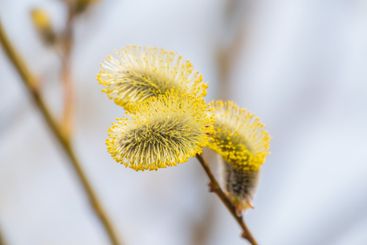 Nature awakes in spring. Blooming willow twigs and furry...