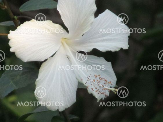 White Blush