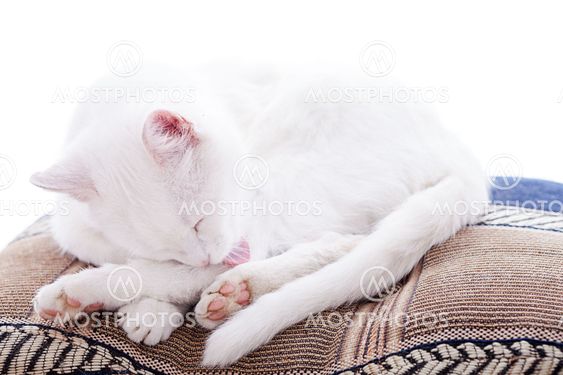 White cat on a white background
