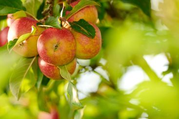 Agriculture, fruit and spring with apple tree on farm...