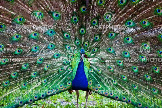 Beautiful peacock