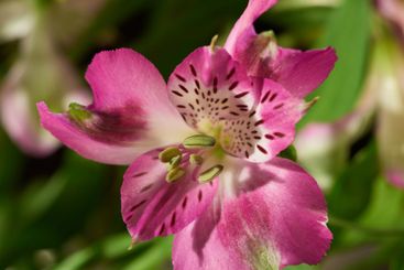 Lily, plant and nature with flower in garden for...