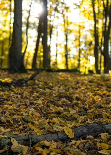Fallen trees in a forest during sunny day in autumn season