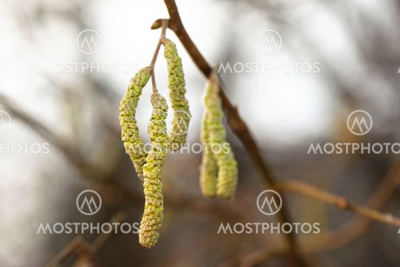 Catkins of hazel, highly allergenic pollen