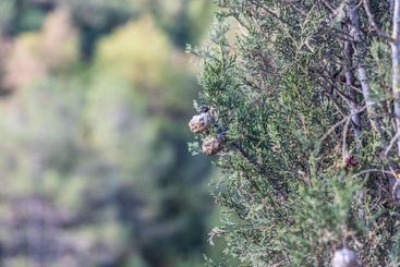Twigs of thuja trees with green needles and brown cones...