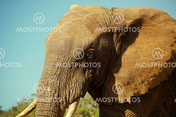 profile of an elephant