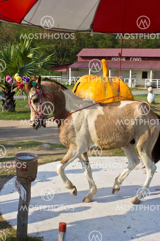 Horse dance1