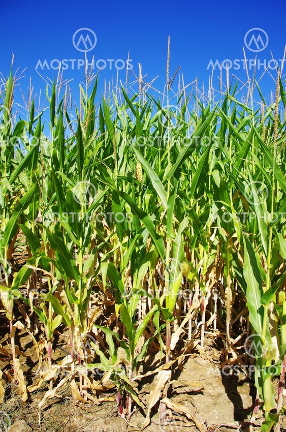 Rows of green maize at field of Portugal