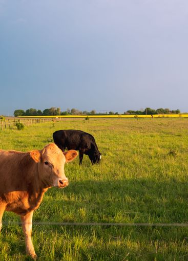 Cows in fresh pasture during spring sunset in Skåne Sweden