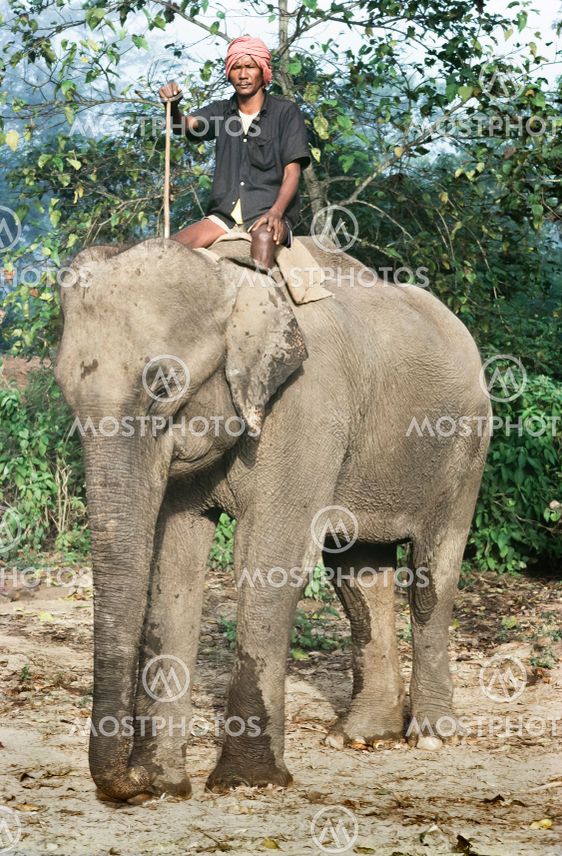 Elefantförare på indisk elefant