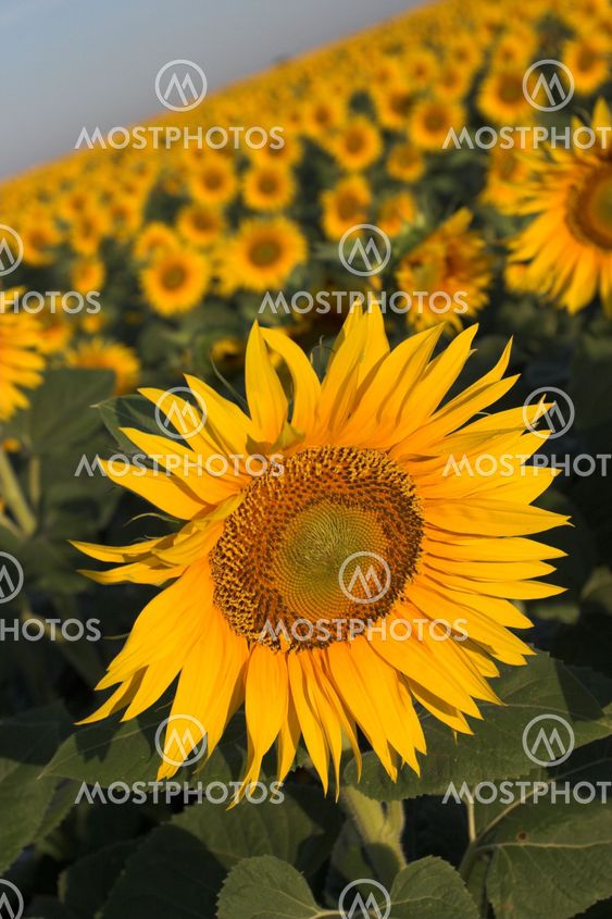 sunflowers