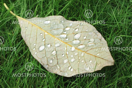 Autumn leaf on green grass