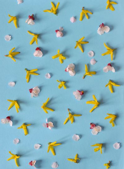 Yellow spring forsythia and cherry flowers 