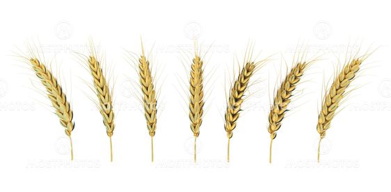 golden ears of corn on a white background