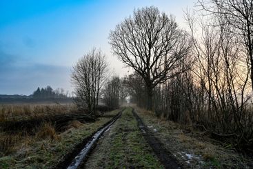 smal väg mellan åkrar
