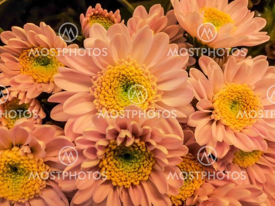 Chrysanthemums