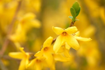 Botany, nature and weeping forsythia in garden for...