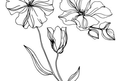 Vector Flax floral botanical flowers. Black and white...