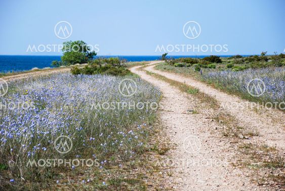 Blue flowers by a winding coastal dirt road