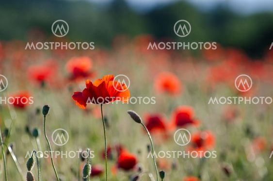 One poppy in focus