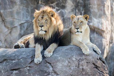Male and Female Lions Sitting on a Rock