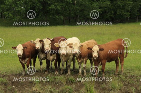 Curious cows.