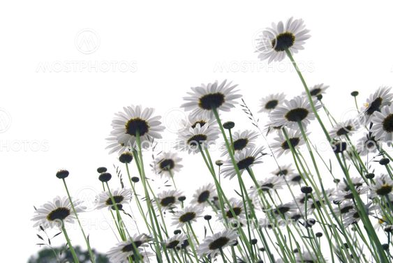 Daisies on white