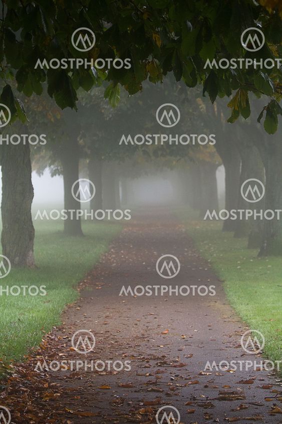 Misty path