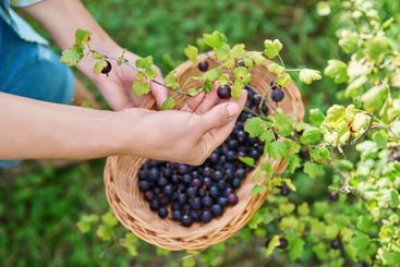 Harvesting ripe gooseberries in the summer garden