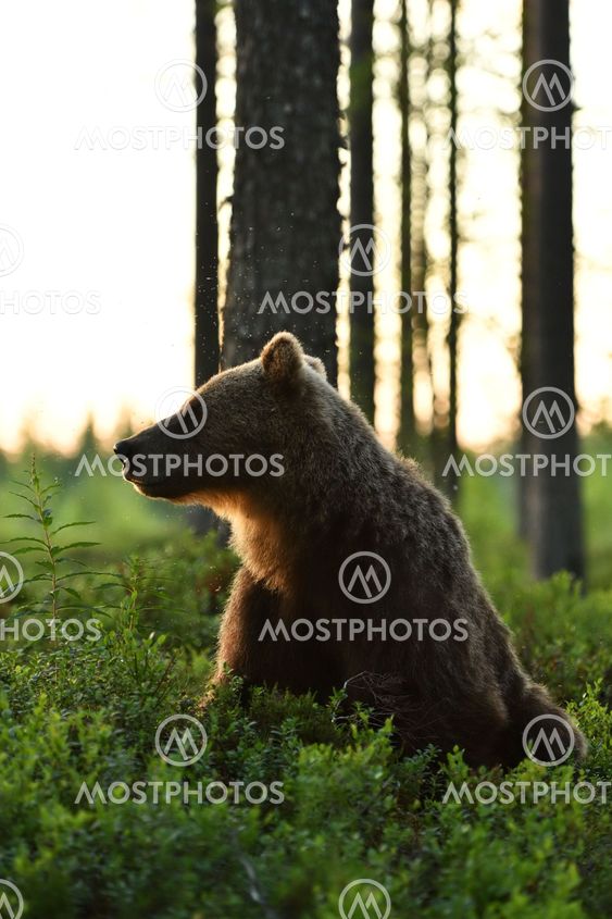 Brown bear sitting in a forest