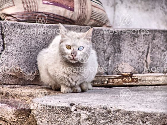 Angora cat