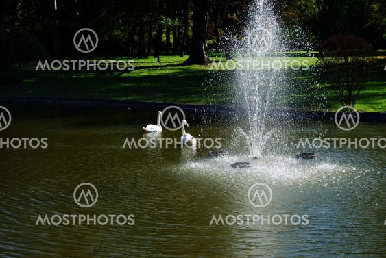 Two swans and fountain