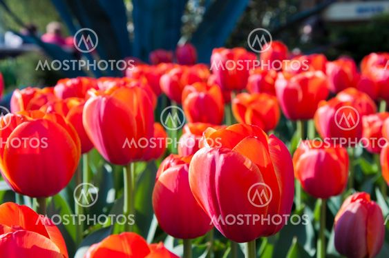 tulip in flower field