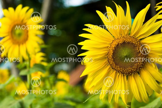 Close up Sun Flower