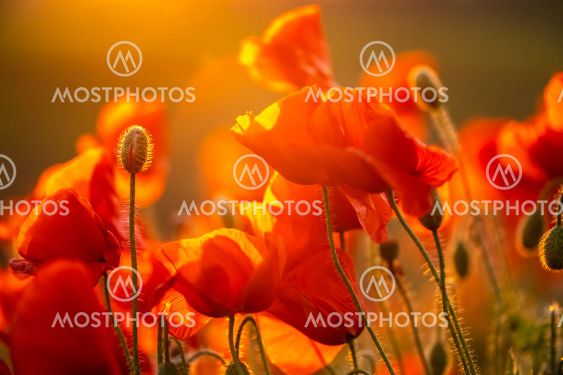 Blooming red poppy flowers