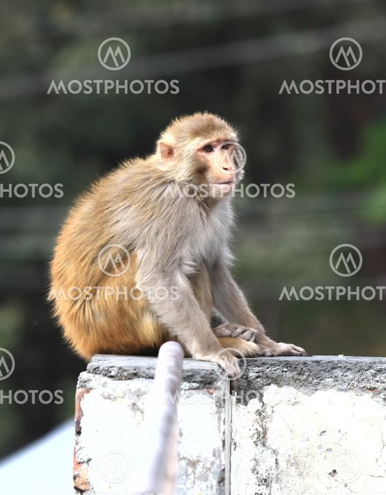 Monkey relaxing in Srinagar, Kashmir, India