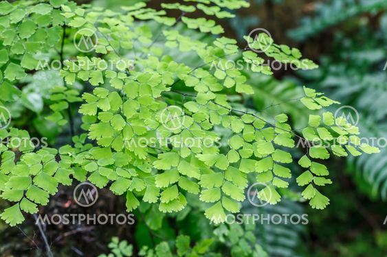 Fern plants cover the ground of the natural forest