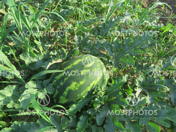 The growing water-melon in the field
