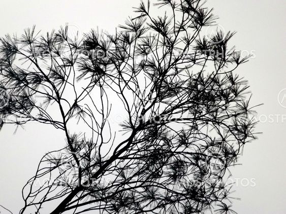 Pine Brush