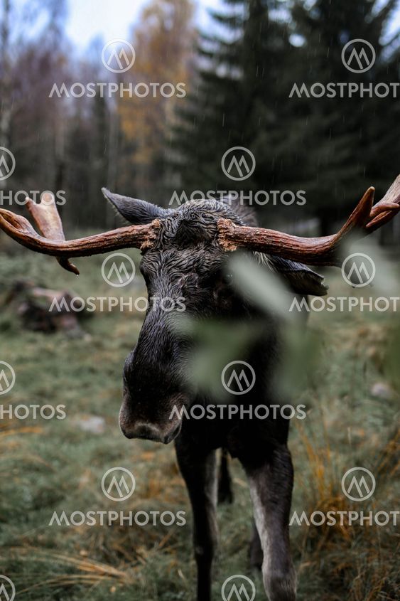 Älg matas i skogen