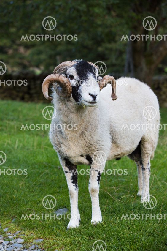 Recently shorn Herdwick ram