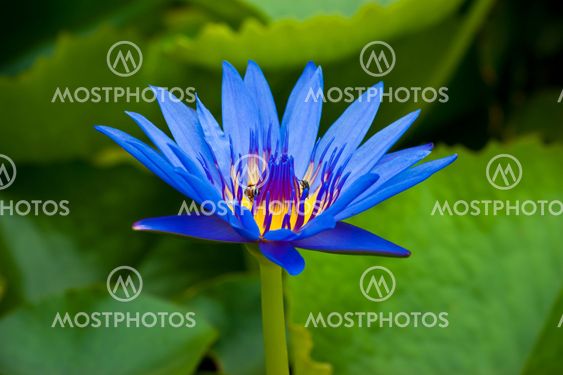 beautiful and vivid color of lotus