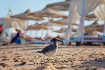 Seagull on the seashore. Selective focus.
