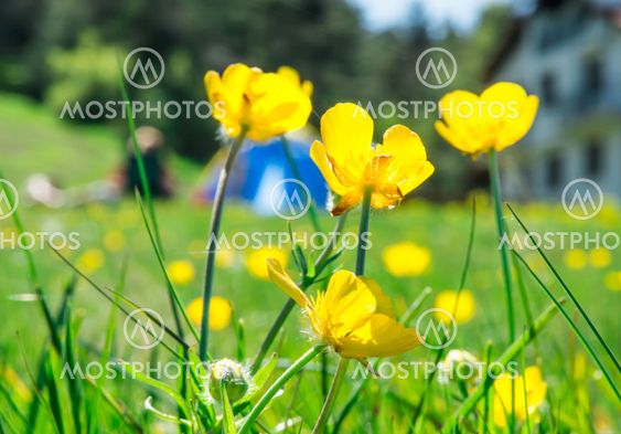 Green meadow in a forest and tent