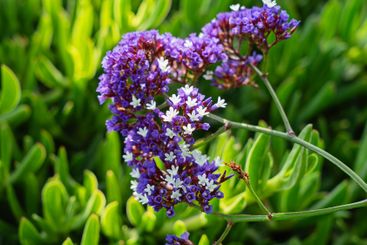 Vibrant Purple and White Flowers Blooming in Sunlight